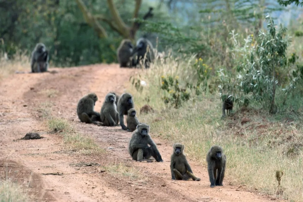 Earthprints – Lake Nakuru