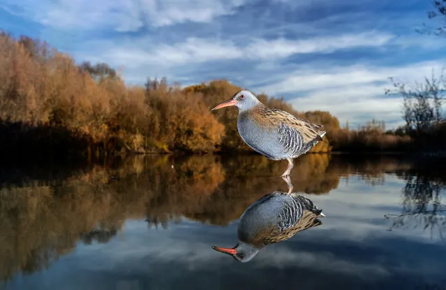 Water rail, Salamanca, Spain. (Photo by Mario Cea/BPOTY/Cover Images/The Guardian)