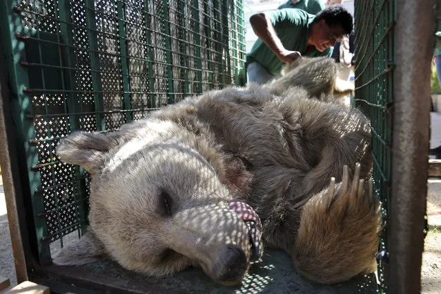 A sedated bear is prepared to be moved from the al-Ma’wa New Hope Center, outside Amman, Jordan, Sunday, October 2, 2016. (Photo by Thomas Hartwell/AP Photo)