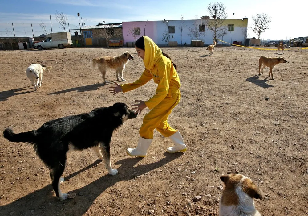 The Vafa Animal Shelter in Iran