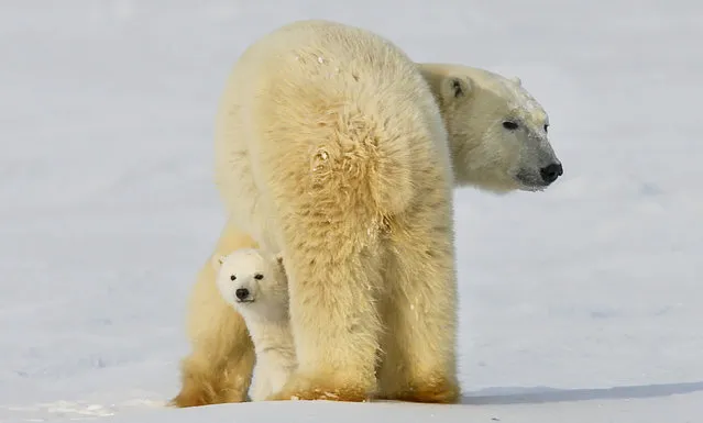 A Polar bear with its cub. (Photo by David Jenkins/Caters News)