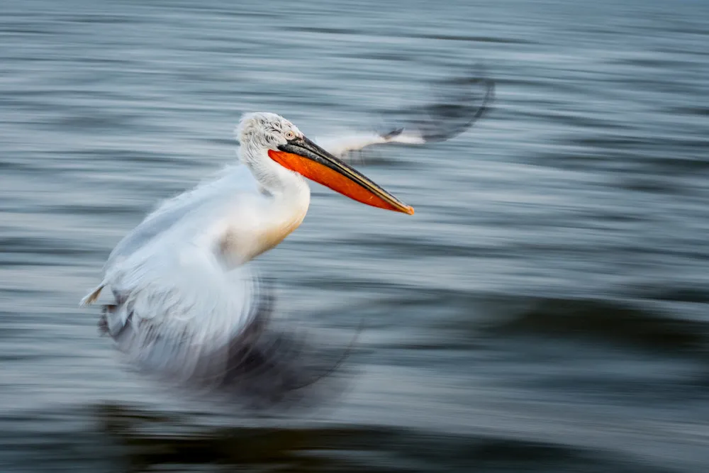 2020 British Ecological Society Photography Competition