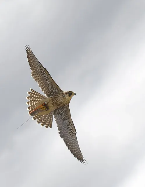 A Peregrin Falcon flies at the Mariscal Sucre Airport in Quito November 14, 2015. (Photo by Guillermo Granja/Reuters)
