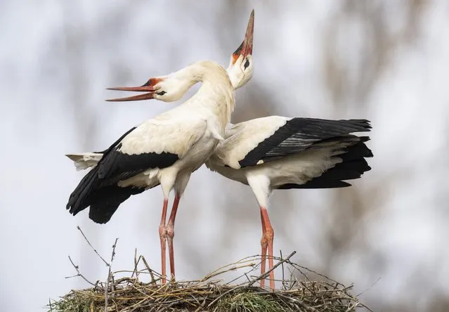 Storks courting on their nest near Biebesheim on the Rhine in southern Hesse, Germany where a large colony of the impressive migratory birds breeds in the first decade of April 2023. (Photo by Boris Roessler/Avalon)