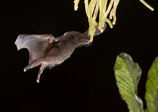 Anoura Geoffroy’s tailless bat by Nicolas Reusens. The Perfect Moment category; Adult runner up. (Photo by Nicolas Reusens/ZSL Animal Photography Prize 2015)