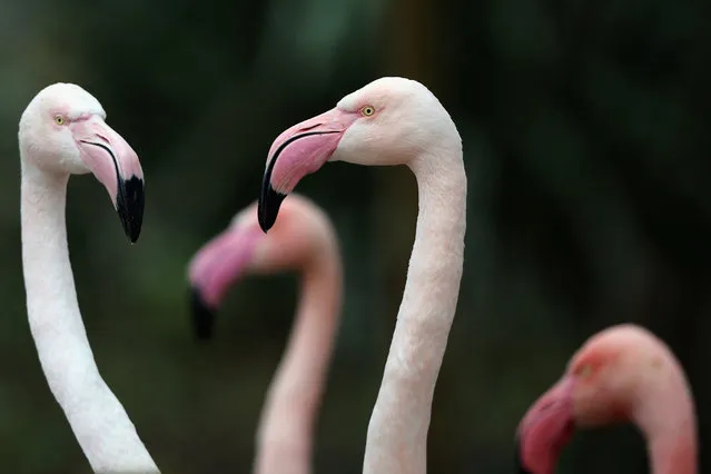 Flamingoes stand in their enclosure during the ZSL London Zoo's annual stocktake of animals on January 5, 2015 in London, England. (Photo by Dan Kitwood/Getty Images)