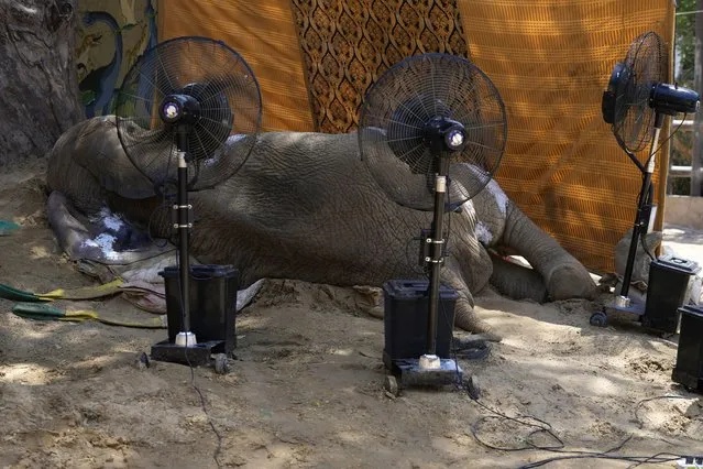 Misting fans are placed beside the body of an elephant named “Noor Jehan” at a zoo in Karachi, Pakistan, Saturday, April 22, 2023. The critically ill elephant that underwent a critical medical procedure by international veterinarians early this month, has died at a Pakistani zoo, officials said Saturday. (Photo by Fareed Khan/AP Photo)