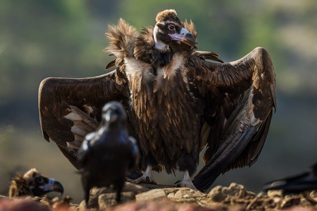 Vultures feed on carcasses at an observation station built specially for the purpose in Bolu, Turkey in the first decade of November 2025. Carcasses are placed at the station each day at dawn, attracting vultures and other scavenger birds, who in turn attract local nature enthusiasts and photographers. (Photo by Anadolu/Getty Images)