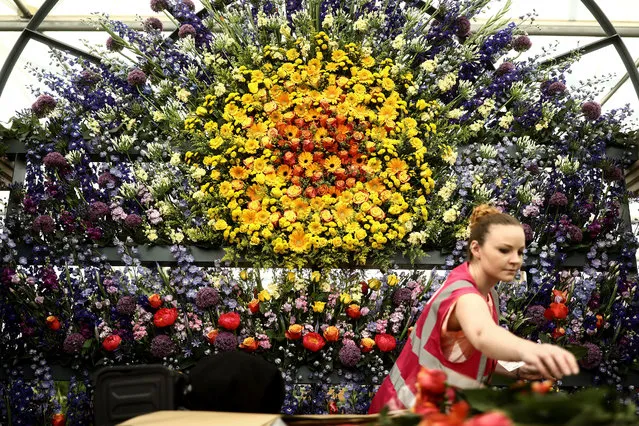 A worker adds flowers to a display as she prepares for the RHS Chelsea Flower Show in London, Britain on May 20, 2018. (Photo by Simon Dawson/Reuters)