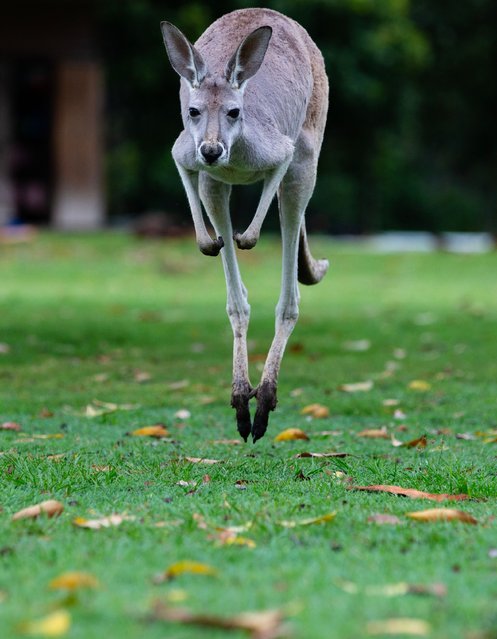 This photo taken on November 23, 2025 shows a jumping kangaroo at Lone Pine Koala Sanctuary in Brisbane, Australia. Established in 1927, Lone Pine Koala Sanctuary houses more than 100 koalas and approximately 70 other native Australian species. (Photo by Xinhua News Agency/Rex Features/Shutterstock)