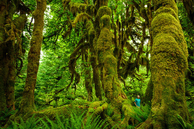 “A Mossy Walk”. A self portrait walking through the Hoh rainforest in Washington state. Location: Olympic National Park, WA, USA, Hoh rainforest. (Photo and caption by Scott Sady/National Geographic Traveler Photo Contest)