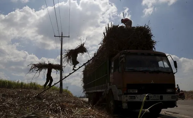 Workers carry newly harvested sugar cane stalks onto a truck in the town of Murcia,Negros Occidental, in central Philippines December 11, 2015. (Photo by Charlie Saceda/Reuters)