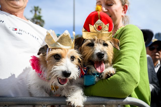 Dogs Lucy and Larry await the arrival of Britain's King Charles III and Queen Camilla at Sydney Opera House in Sydney, Australia, 22 October 2024. King Charles III and Queen Camilla are visiting Australia from 18 October to 23 October. (Photo by Bianca de Marchi/EPA)