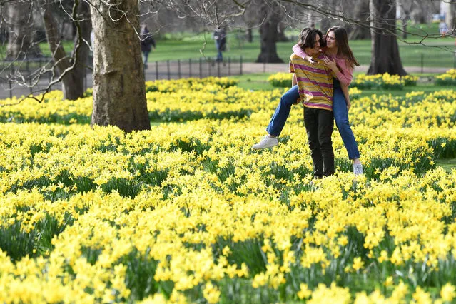 A couple amongst daffodils in St James’s Park in London, United Kingdom on February 24, 2021, with forecasters predicting the first signs of spring will be felt across much of the UK in the coming days. (Photo by Stefan Rousseau/PA Wire Press Association)