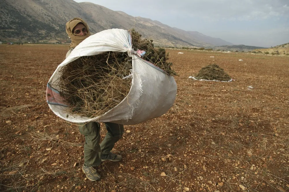Harvesting Hashish in Lebanon's Bekaa Valley
