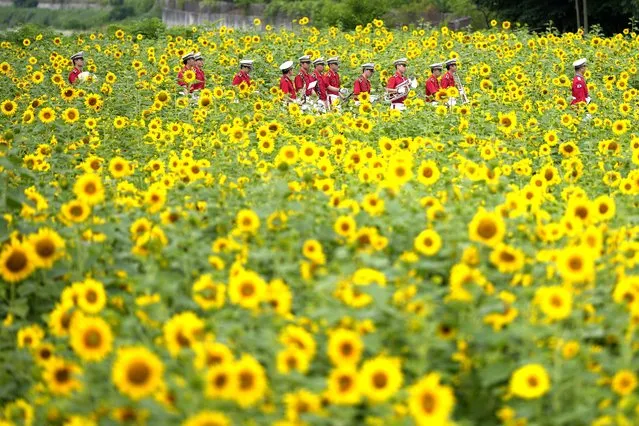 Members of a military band walk through a sunflower field in Paju, South Korea, Friday, June 23, 2023. (Photo by Lee Jin-man/AP Photo)