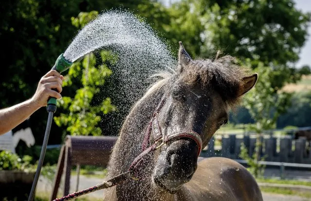 An Icelandic horse is sprayed with water at a stud farm in Wehrheim near Frankfurt, Germany, on a hot Saturday, July 8, 2023. (Photo by Michael Probst/AP Photo)