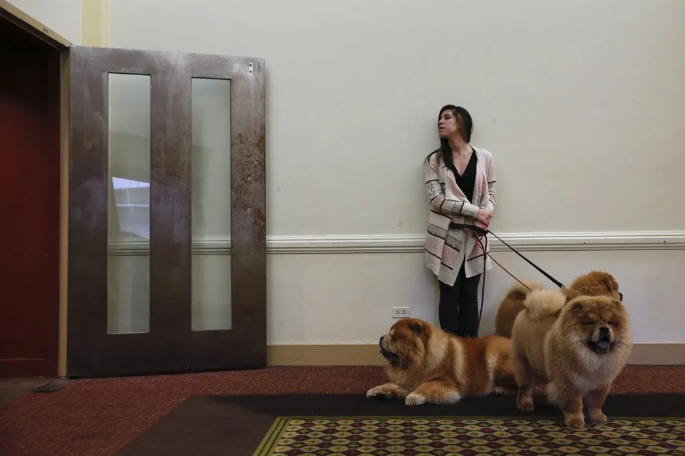 A News Conference for the Upcoming 139th Annual Westminster Kennel Club Dog Show