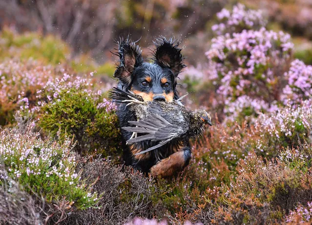 Brig the dog retrieves a grouse shot on first day of the grouse shooting season on Forneth Moor on August 13, 2018 in Dunkeld, Scotland. Gamekeepers are expecting a poor grouse shooting season this year, due to the heavy snowfall in March followed by a warm dry summer which has affected the number of birds breeding successfully. (Photo by Jeff J. Mitchell/Getty Images)