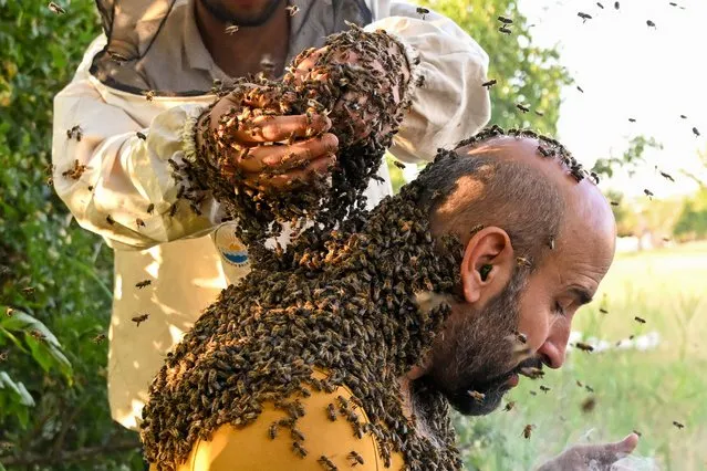 Beekeeper Abdulvahap Semo performs his attempt to set a bee wearing record in the Guinness World Records, in Van, Turkiye on July 12, 2023. Weighing the weight of the bees he collects on a scale, Abdulvahap aims to break the 'bee collecting record' of 63 kilograms in China. (Photo by Ozkan Bilgin/Anadolu Agency via Getty Images)