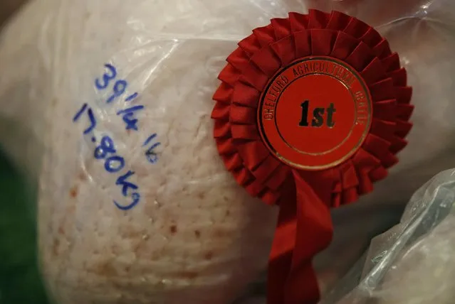 A rosette is pinned to the best turkey at the Christmas turkey and poultry auction at Chelford Market in Chelford, Britain December 21, 2016. (Photo by Phil Noble/Reuters)