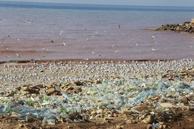 Seagulls roam over rubbish on the shore of Beirut's southern suburb of Ouzai, Lebanon February 2, 2016. (Photo by Aziz Taher/Reuters)