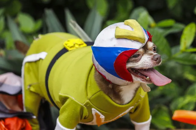 A pet dog reacts while wearing a “Voltes V” themed costume during a “Pawshion Show” to mark World Animal Day in Marikina City, Metro Manila, Philippines 04 October 2023. A village in Marikina enjoined owners and animal lovers to play dress-up with their pets and participate in a fashion-show themed activity to entertain the community on World Animal Day and mark the feast day of St. Francis of Assisi, the patron saint of animals in the Roman Catholic religion. (Photo by Rolex Dela Pena/EPA)