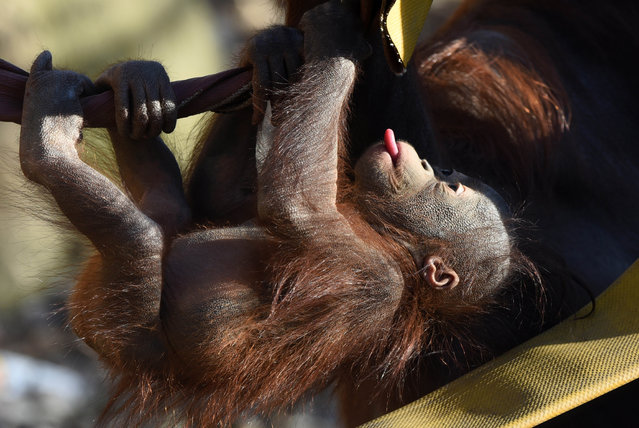 A baby Bornean orangutan called Sabah is pictured at Madrid zoo on December 27, 2016 in Madrid, Spain. (Photo by Pacific Press/Rex Features/Shutterstock)