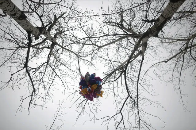 Balloons are stuck in a tree as the Chinese Lunar New Year, which welcomes the Year of the Monkey, is celebrated in Beijing, China February 11, 2016. (Photo by Damir Sagolj/Reuters)