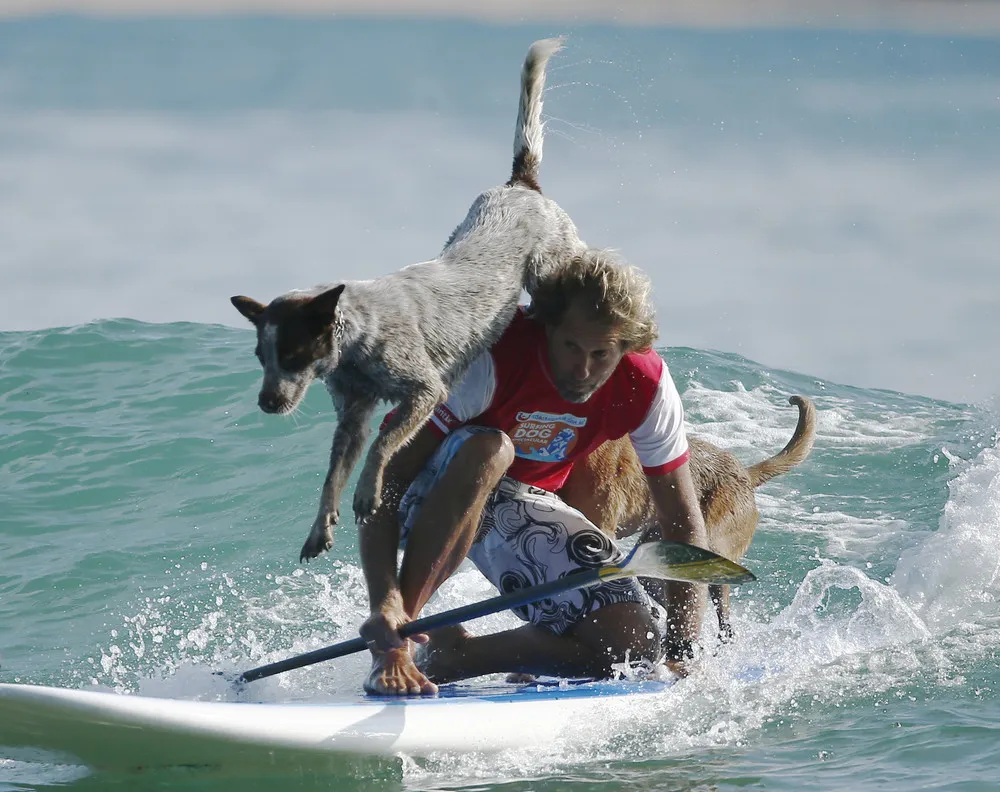 Surfing with Dogs