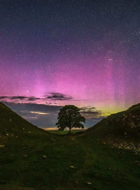 The Northern lights made an appearance just before midnight on Sunday night, May 21, 2023 over Sycamore Gap in Northumberland, United Kingdom with the aurora pillars visible. Captured with a 13-second exposure, the lack of light pollution in the area made it possible to photograph. The Sycamore Gap tree is one of the most photographed in the country. It stands in a dip at Hadrian's Wall in the Northumberland National Park. (Photo by Ian Sproat/Picture Exclusive)