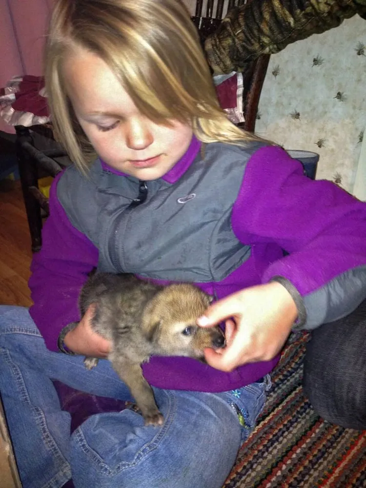 Eight-year-old Girl Keeps Coyote as Family Pet