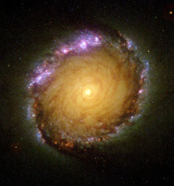 An image of galaxy NGC 1512 showing a  monster area - 2,400 light-years across – filled with clusters of infant stars. (Photo by Reuters/NASA)