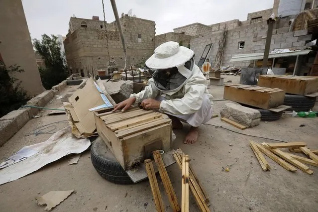 Yemeni beekeeper Muhammad Mutahar checks his beehives at his bee farm on the roof of his house in Sana'a, Yemen, 02 August 2023. Mutahar, 45, a father of seven, is struggling to maintain the beekeeping legacy of his grandfather and father. He has a small bee farm of over 25 beehives on the roof of his house in a western neighborhood of the capital city of Sana'a. Due to the lack of nearby pastures, he finds it challenging to keep his bees fed. He began beekeeping 25 years ago, along with his father and grandfather, in their remote village, Maswarh, located in the north of Sanaa. The war-torn country's deteriorating economic situation and high fuel prices, however, have prevented him from moving his bees to distant pastures across Yemen. As a result, he relies on artificial food to feed his bees. (Photo by Yahya Arhab/EPA)