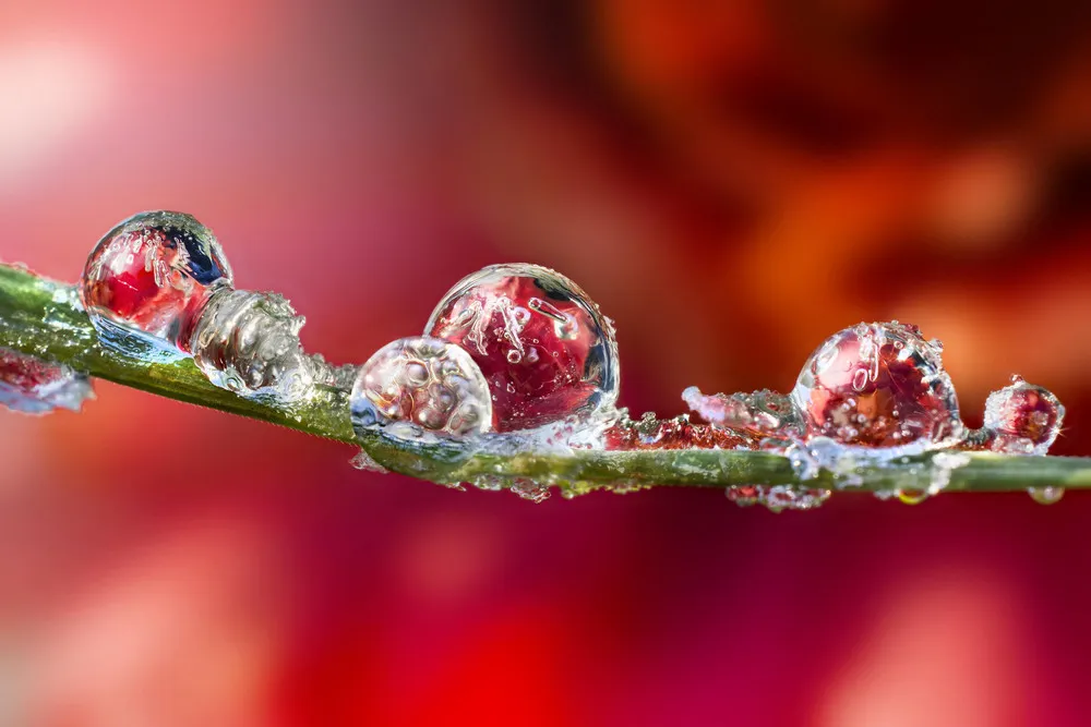 Beautiful Dew Drops