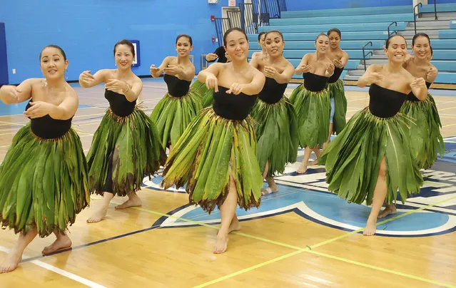 In this Friday, March 11, 2016 photo, members of Halau Hiiakainamakalehua practice in Honolulu for the upcoming Merrie Monarch Festival, which is the world's most prestigious hula competition. The group is among the competitors heeding calls to avoid using ohia blossoms at this year's competition because of a fungus that's killing the trees that grow them. (Photo by Jennifer Sinco Kelleher/AP Photo)