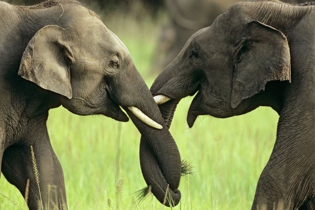 Asian Elephants play-fighting, Corbett National Park, India. (Photo by Caters News)