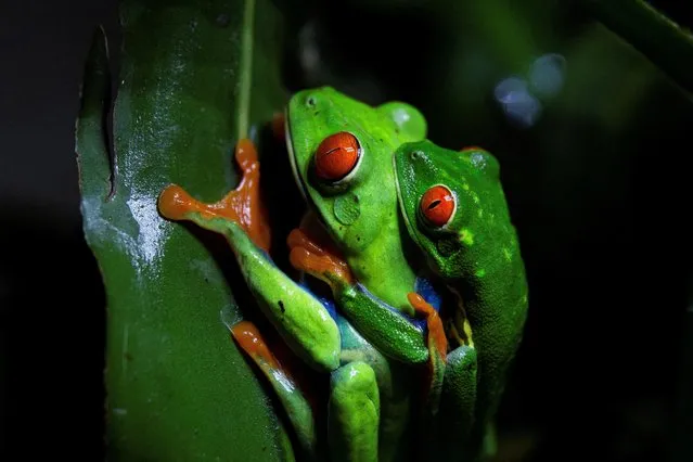 Two Red-eyed Tree frogs (Agalychnis callidryas) mate at “Exotic Fauna” breeding zoo, where exotic animals are reproduced to be marketed as pets in U.S., Canada and Asia, in Ticuantepe, on the outskirts of Managua, Nicaragua on July 17, 2022. (Photo by Maynor Valenzuela/Reuters)