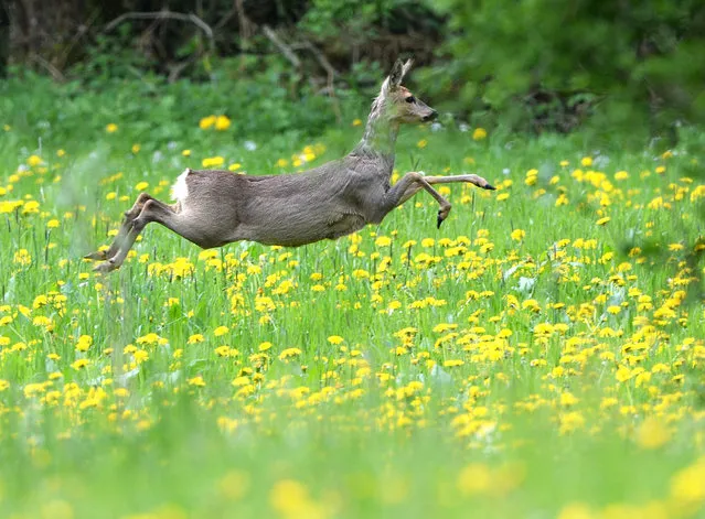 A deer jumps over a meadow with blooming dandelions near Bodneg, southern Germany, Monday, May 4, 2015. (Photo by Felix Kaestle/AP Photo/DPA)
