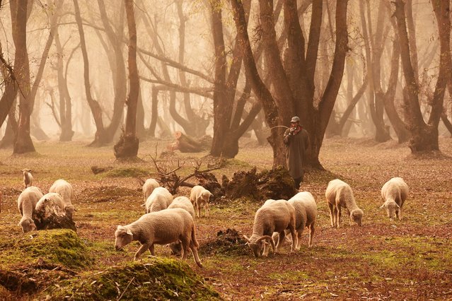 Lambs and sheep graze on a foggy autumn morning in central Kashmir on November 24, 2021.Preparations for winter is in full swing across the Kashmir valley as autumn colors are reaching their peak with trees changing their colors as the days are becoming shorter showcasing the approach of winter in Kashmir. (Photo by Faisal Khan/Anadolu Agency via Getty Images)