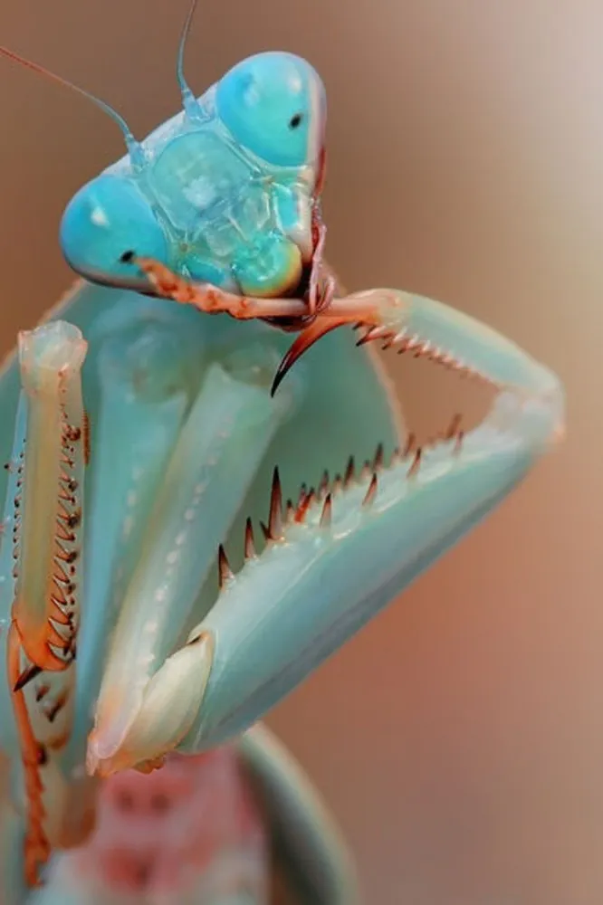 Insects Captured by Igor Siwanowicz