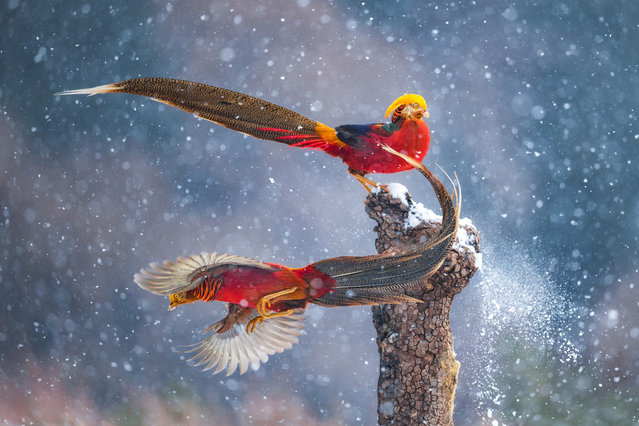 Dancing in the snow by Qiang Guo, China. In the Lishan nature reserve in Shanxi province, China, Qiang watched as two male golden pheasants continuously swapped places on this trunk – their movements akin to a silent dance in the snow. The birds are native to China, where they inhabit dense forests in mountainous regions. Although brightly coloured, they are shy and difficult to spot, spending most of their time foraging for food on the dark forest floor, only flying to evade predators or to roost in high trees during the night. (Photo by Qiang Guo/Wildlife Photographer of the Year 2021)