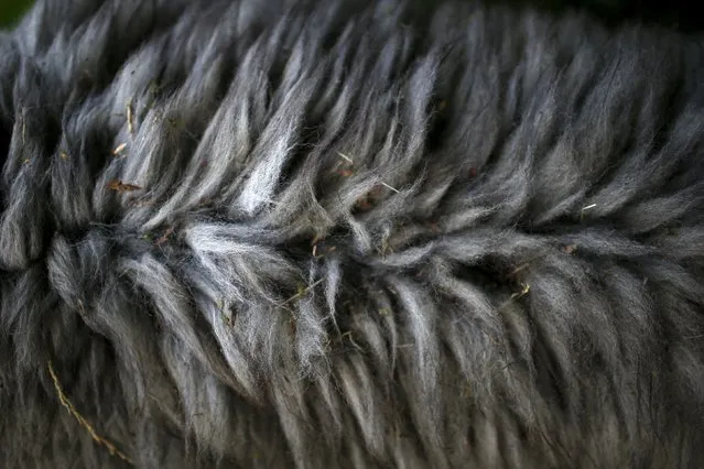 The coat of an alpaca that belongs to Lisa Vella-Gatt (not pictured), 46, is seen at her farm near Benfeita, Portugal May 11, 2015. (Photo by Rafael Marchante/Reuters)