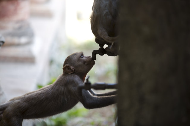 In this Wednesday, May 29, 2019, file photo, a monkey quenches its thirst from a water tank tap on a hot day in Prayagraj, India. Temperatures are soaring high in many parts of India. (Photo by Rajesh Kumar Singh/AP Photo/File)