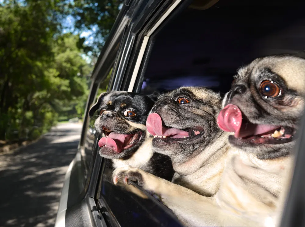 “Dogs in Cars”