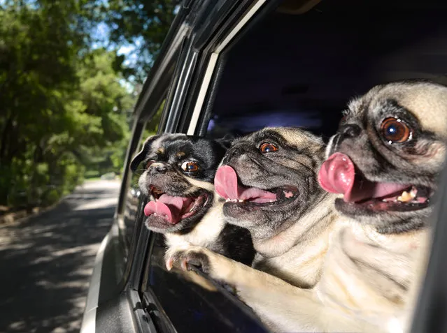 Three pugs peer out from a car window in Los Angeles, California. A wacky photographer has come up with an unusual pet project – snapping ecstatic dogs as they hang their heads out of car windows. Lara Jo Regan, 48, embarked on the odd task for her new 2014 calendar “Dogs In Cars”. The unusual shoot, which took place in Los Angeles, California, aimed to explore the joy experienced by pugs and huskies when a breeze hits their faces. (Photo by Lara Jo Regan/Barcroft Media)