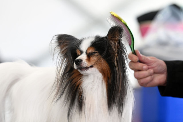 A Papillion named Joshua winces as it is being groomed before completion on day one of the 148th Westminster Kennel Club Dog show, at the USTA Billie Jean King National Tennis Center, Flushing Meadows Corona Park(, Queens, NY, May 13, 2024. (Photo by Anthony Behar/Sipa USA)