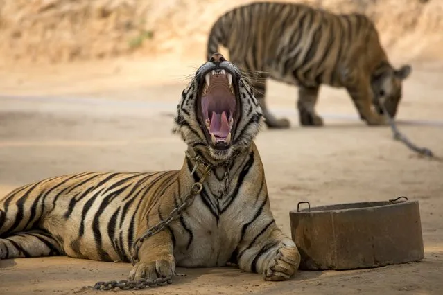 A toothsome yawn in an area called Tiger Canyon, where visitors can have their photo taken, at Tiger Temple in Kanchanaburi, Thailand, March 16, 2016. The temple promotes itself as a place where tigers betray their wild nature to coexist with humans in Buddhist harmony, and some monks and staff members believe that certain tigers are reincarnated monks or family members. (Photo by Amanda Mustard/The New York Times)