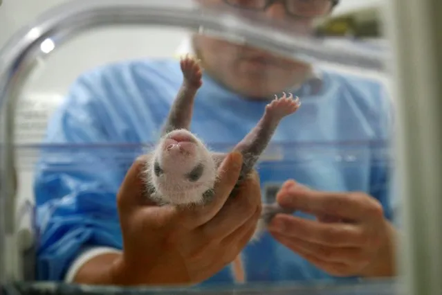 One of the two newborn twin panda cubs is seen in its incubator at Pairi Daiza wildlife park, a zoo and botanical garden in Brugelette, Belgium on August 24, 2019. (Photo by Francois Lenoir/Reuters)