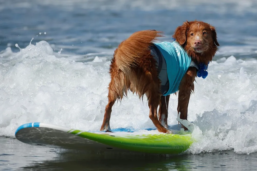 Top Surf Dog 2019